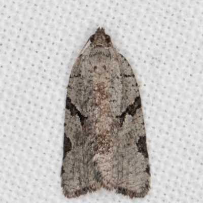 Meritastis pyrosemana (A Tortricid moth) at Melba, ACT - 14 Mar 2022 by kasiaaus