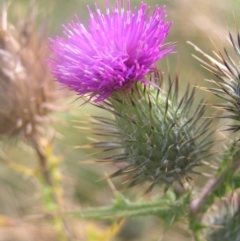 Cirsium vulgare (Spear Thistle) at Cotter River, ACT - 23 Apr 2022 by MatthewFrawley