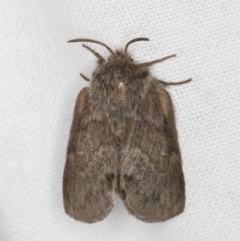 Pernattia pusilla (She-Oak Moth) at Melba, ACT - 14 Mar 2022 by kasiaaus