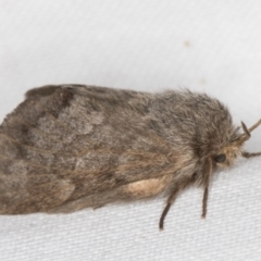 Pernattia pusilla at Melba, ACT - 15 Mar 2022