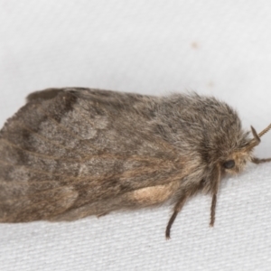 Pernattia pusilla at Melba, ACT - 15 Mar 2022 12:09 AM