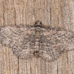 Unplaced squamulata at Melba, ACT - 15 Mar 2022 10:26 PM