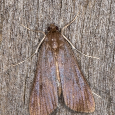 Pyraustinae (subfamily) (Unidentified Pyraustinae moths) at Melba, ACT - 15 Mar 2022 by kasiaaus