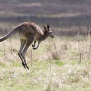 Macropus giganteus at Rendezvous Creek, ACT - 23 Apr 2022