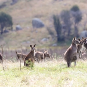 Macropus giganteus at Rendezvous Creek, ACT - 23 Apr 2022