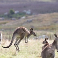 Macropus giganteus at Rendezvous Creek, ACT - 23 Apr 2022