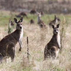 Macropus giganteus at Rendezvous Creek, ACT - 23 Apr 2022