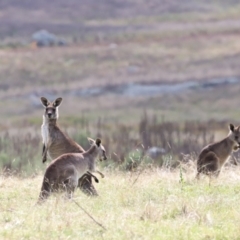 Macropus giganteus at Rendezvous Creek, ACT - 23 Apr 2022