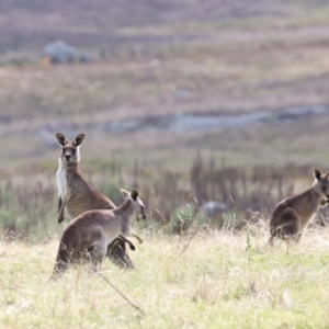 Macropus giganteus at Rendezvous Creek, ACT - 23 Apr 2022