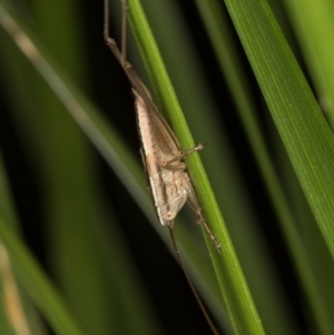 Conocephalus semivittatus at Melba, ACT - 15 Mar 2022