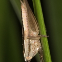 Conocephalus semivittatus at Melba, ACT - 15 Mar 2022 10:37 PM