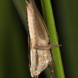 Conocephalus semivittatus at Melba, ACT - 15 Mar 2022