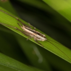 Conocephalus semivittatus at Melba, ACT - 15 Mar 2022