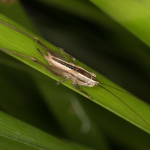 Conocephalus semivittatus at Melba, ACT - 15 Mar 2022