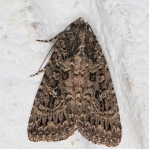 Hypoperigea tonsa at Melba, ACT - 16 Mar 2022 10:36 PM