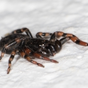 Trachycosmus sculptilis at Melba, ACT - 16 Mar 2022 10:35 PM