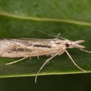 Tawhitia pentadactylus at Melba, ACT - 16 Mar 2022