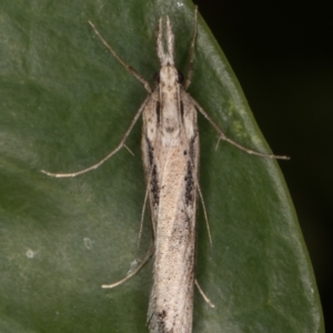 Tawhitia pentadactylus at Melba, ACT - 16 Mar 2022