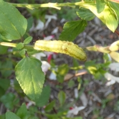 Lepidoptera unclassified IMMATURE at McKellar, ACT - 16 Apr 2022