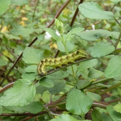 Helicoverpa (genus) (A bollworm) at McKellar, ACT - 23 Apr 2022 by Birdy