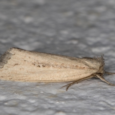 Leucania melanopasta (A Noctuid moth (Hadeninae)) at Melba, ACT - 16 Mar 2022 by kasiaaus