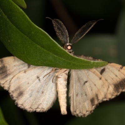 Unplaced externaria (Mahogany Bark Moth (formerly Hypomecis externaria)) at Melba, ACT - 16 Mar 2022 by kasiaaus