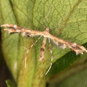 Sphenarches anisodactylus at Melba, ACT - 16 Mar 2022