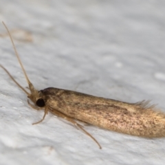 Tritymba unidentified species (Plutellid moth) at Melba, ACT - 16 Mar 2022 by kasiaaus