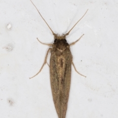 Tritymba unidentified species at Melba, ACT - 16 Mar 2022