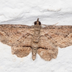 Chloroclystis filata at Melba, ACT - 16 Mar 2022 10:44 PM