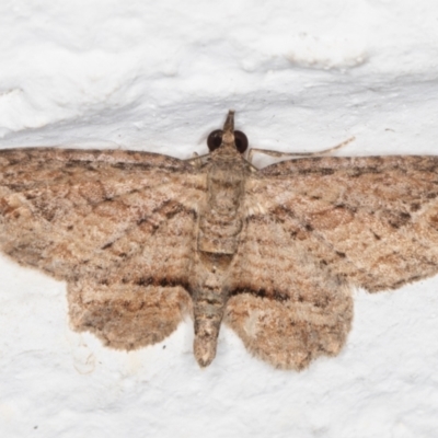 Chloroclystis filata (Filata Moth, Australian Pug Moth) at Melba, ACT - 16 Mar 2022 by kasiaaus