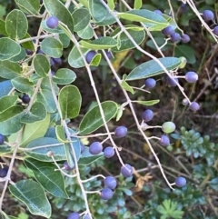 Ligustrum sinense (Narrow-leaf Privet, Chinese Privet) at Jerrabomberra, NSW - 23 Apr 2022 by Steve_Bok