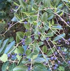 Ligustrum sinense at Jerrabomberra, NSW - 23 Apr 2022 03:11 PM