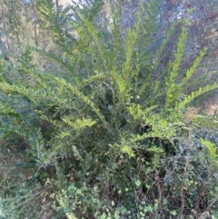 Ligustrum sinense at Jerrabomberra, NSW - 23 Apr 2022