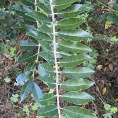 Ligustrum sinense at Jerrabomberra, NSW - 23 Apr 2022 03:11 PM