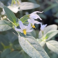 Solanum chenopodioides (Whitetip Nightshade) at Jerrabomberra, NSW - 23 Apr 2022 by SteveBorkowskis