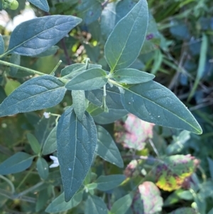 Solanum chenopodioides at Jerrabomberra, NSW - 23 Apr 2022