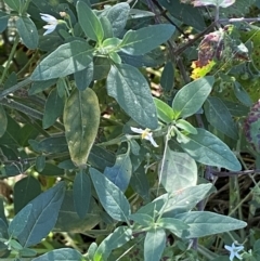 Solanum chenopodioides at Jerrabomberra, NSW - 23 Apr 2022