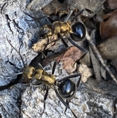 Polyrhachis semiaurata (A golden spiny ant) at Jerrabomberra, NSW - 23 Apr 2022 by SteveBorkowskis