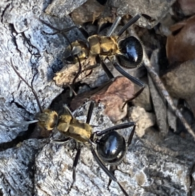 Polyrhachis semiaurata (A golden spiny ant) at Jerrabomberra, NSW - 23 Apr 2022 by SteveBorkowskis