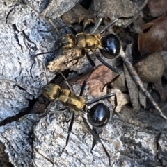 Polyrhachis semiaurata at Jerrabomberra, NSW - 23 Apr 2022 02:28 PM