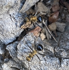 Polyrhachis semiaurata at Jerrabomberra, NSW - 23 Apr 2022