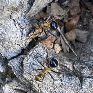 Polyrhachis semiaurata at Jerrabomberra, NSW - 23 Apr 2022