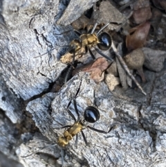 Polyrhachis semiaurata at Jerrabomberra, NSW - 23 Apr 2022