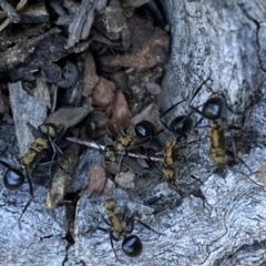 Polyrhachis semiaurata at Jerrabomberra, NSW - 23 Apr 2022