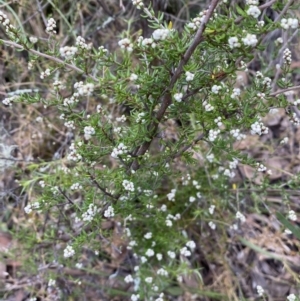 Cryptandra amara at Jerrabomberra, NSW - 23 Apr 2022 01:17 PM