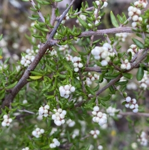 Cryptandra amara at Jerrabomberra, NSW - 23 Apr 2022