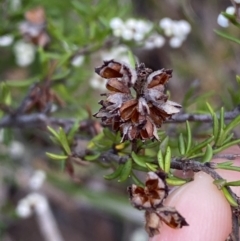 Cryptandra amara at Jerrabomberra, NSW - 23 Apr 2022