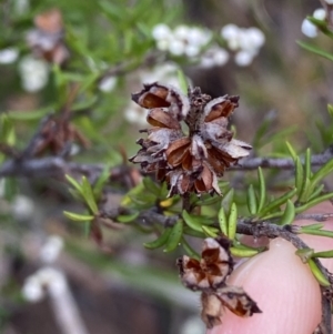 Cryptandra amara at Jerrabomberra, NSW - 23 Apr 2022