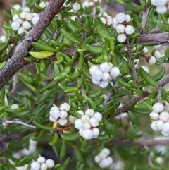 Cryptandra amara at Jerrabomberra, NSW - 23 Apr 2022 01:17 PM